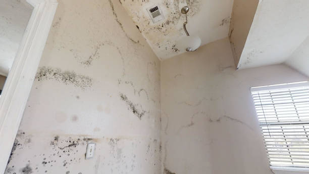 Best Biohazard Mold Removal  in Clatskanie, OR
