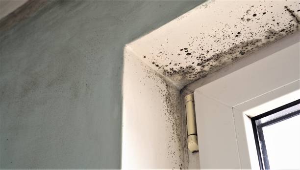 Best Dehumidification Services  in Clatskanie, OR