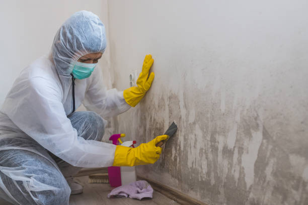 Best Attic Mold Removal  in Clatskanie, OR