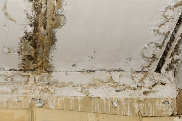 Best Mold Prevention Services  in Clatskanie, OR