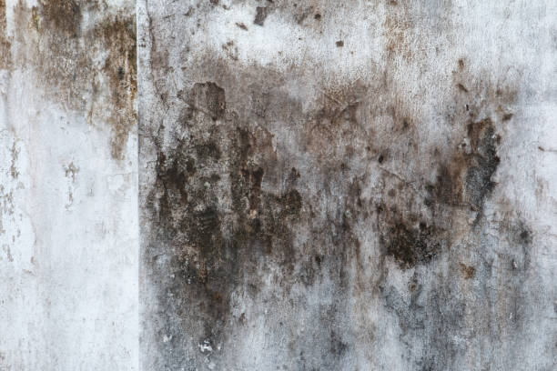 Best Air Quality Testing for Mold Spores  in Clatskanie, OR