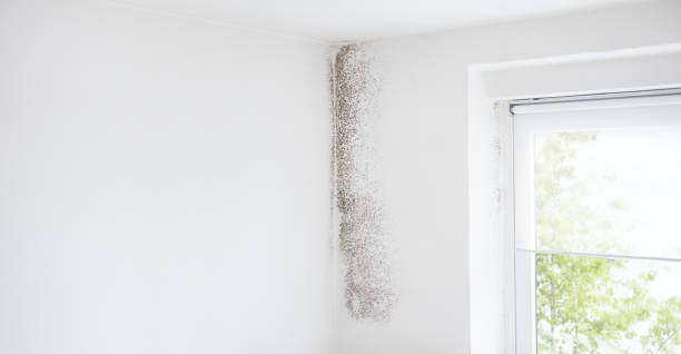 Best Mold-Related Health Consultation  in Clatskanie, OR
