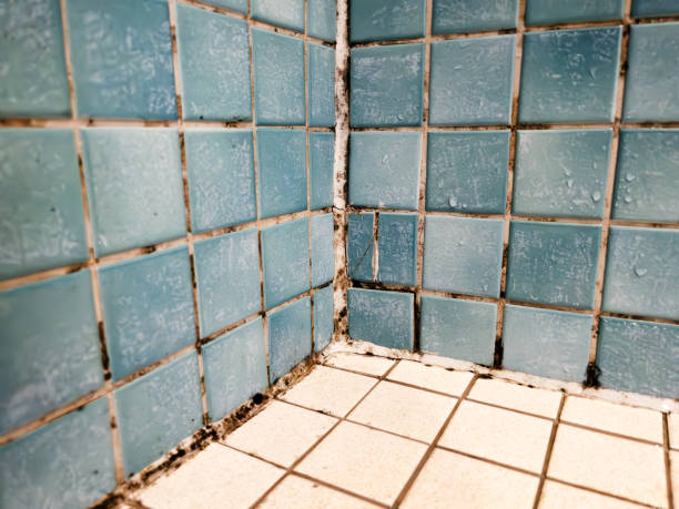 Best Mold Documentation for Insurance Claims  in Clatskanie, OR