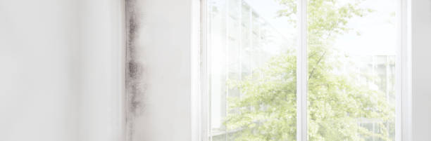Best HVAC Mold Inspection and Cleaning  in Clatskanie, OR