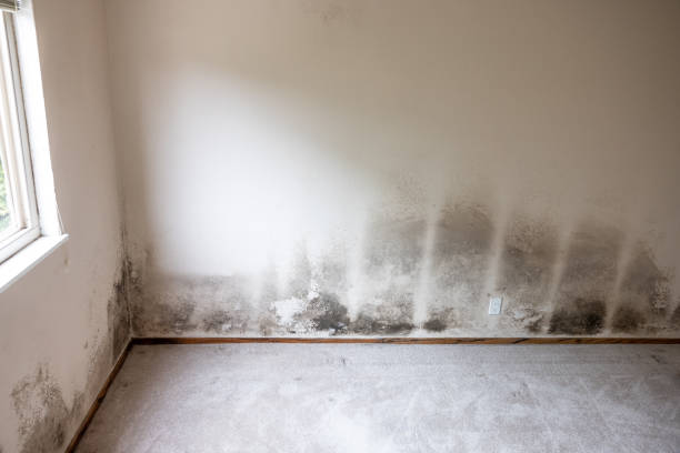 Best Emergency Mold Remediation  in Clatskanie, OR