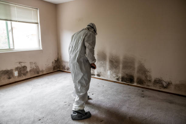 Best Comprehensive Air Testing for Mold Contaminants  in Clatskanie, OR