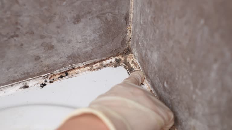 Best Crawl Space Mold Remediation  in Clatskanie, OR