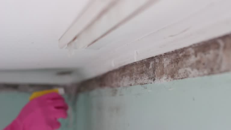  Clatskanie, OR Mold Removal Pros